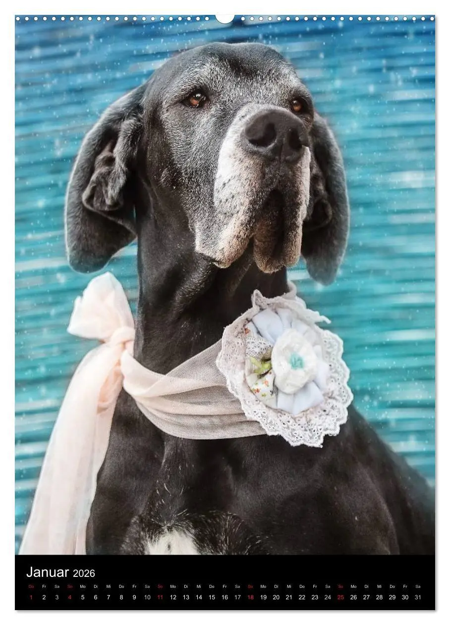 Bild: 9783516428162 | Faszination Deutsche Dogge (Wandkalender 2026 DIN A2 hoch),...